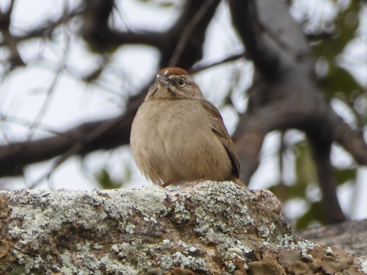 Rufous-crowned Sparrow - ML615377518