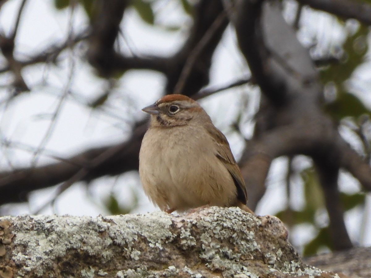 Rufous-crowned Sparrow - ML615377521