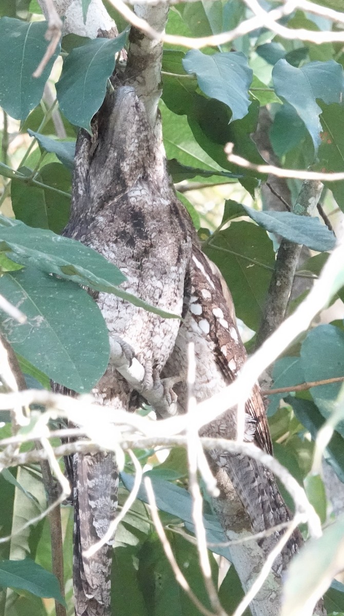 Papuan Frogmouth - ML615377636
