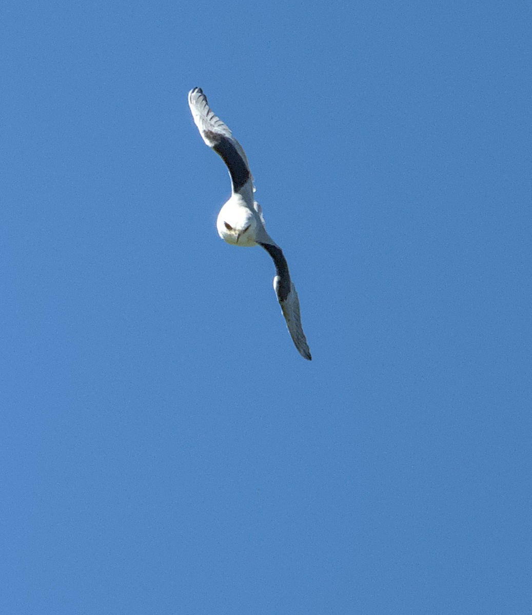 White-tailed Kite - JONATHAN CHAN