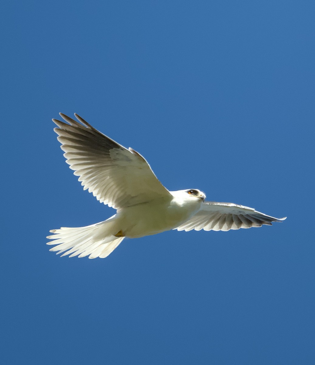 White-tailed Kite - ML615377642