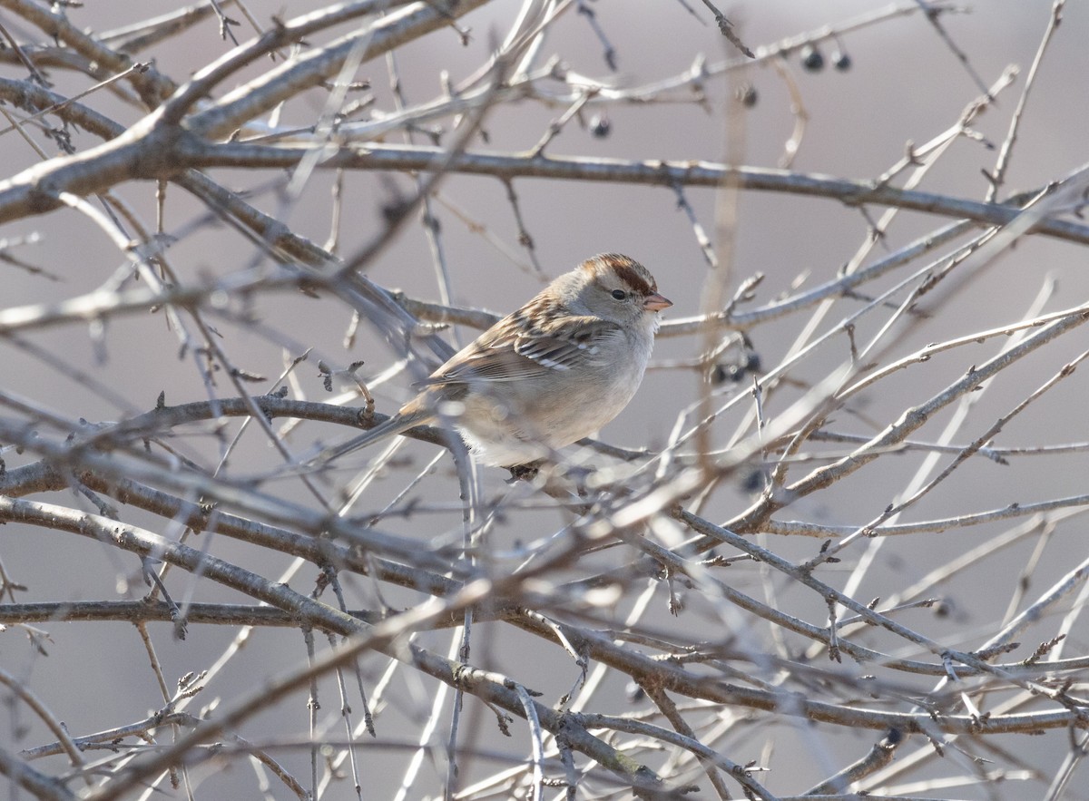 White-crowned Sparrow (leucophrys) - MCHL ____