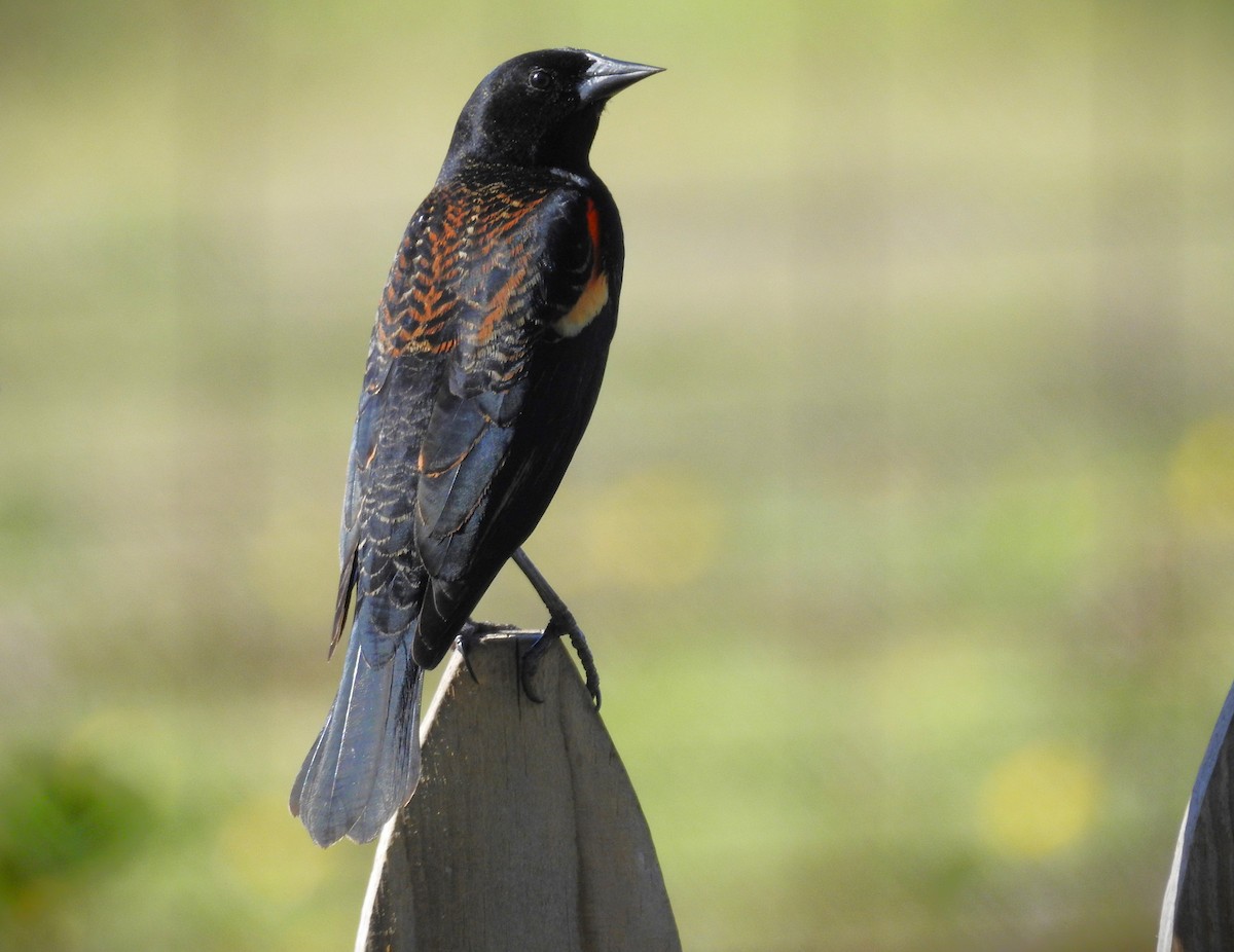 Red-winged Blackbird (Red-winged) - ML615377766