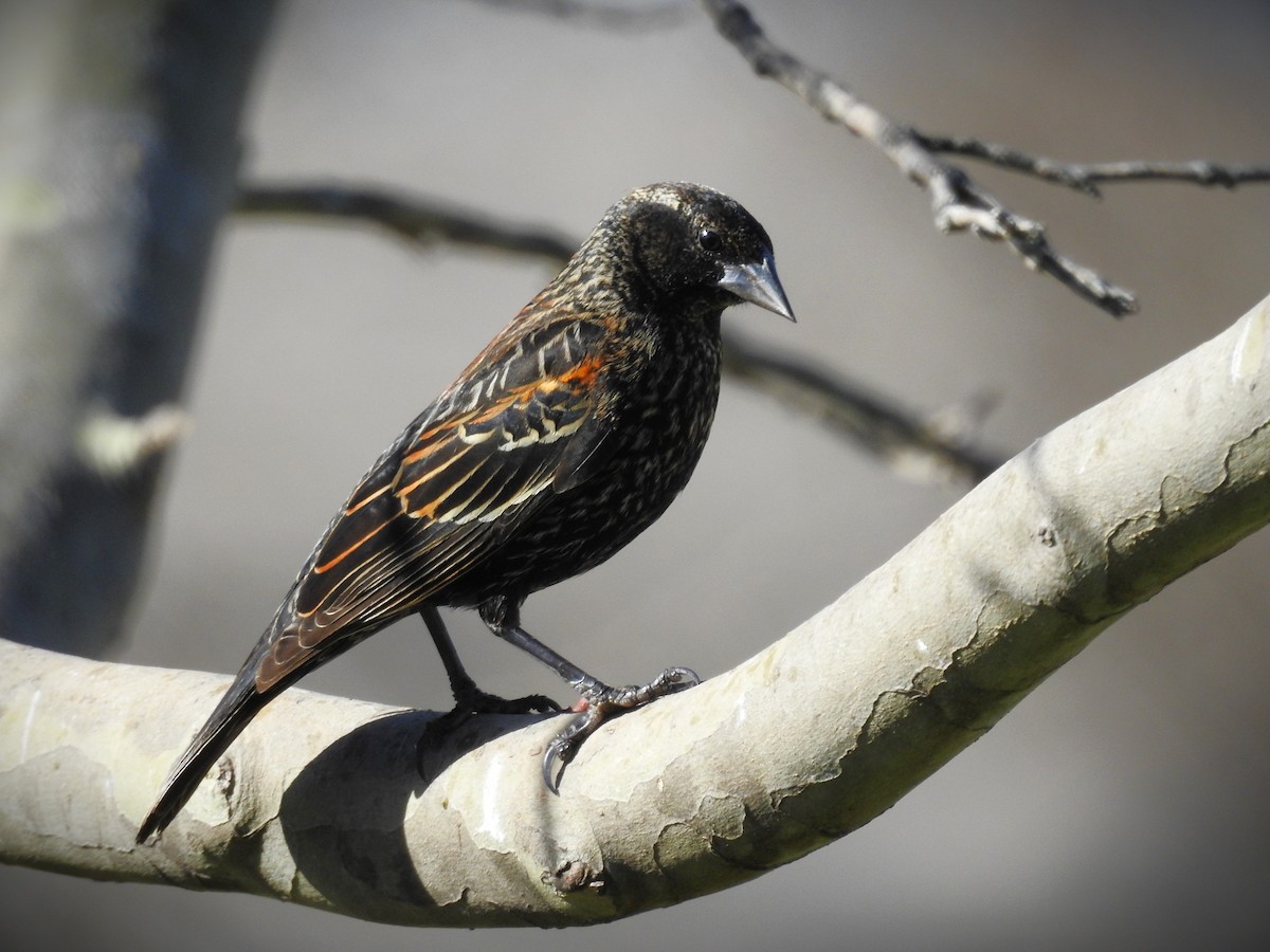 Red-winged Blackbird (Red-winged) - ML615377772
