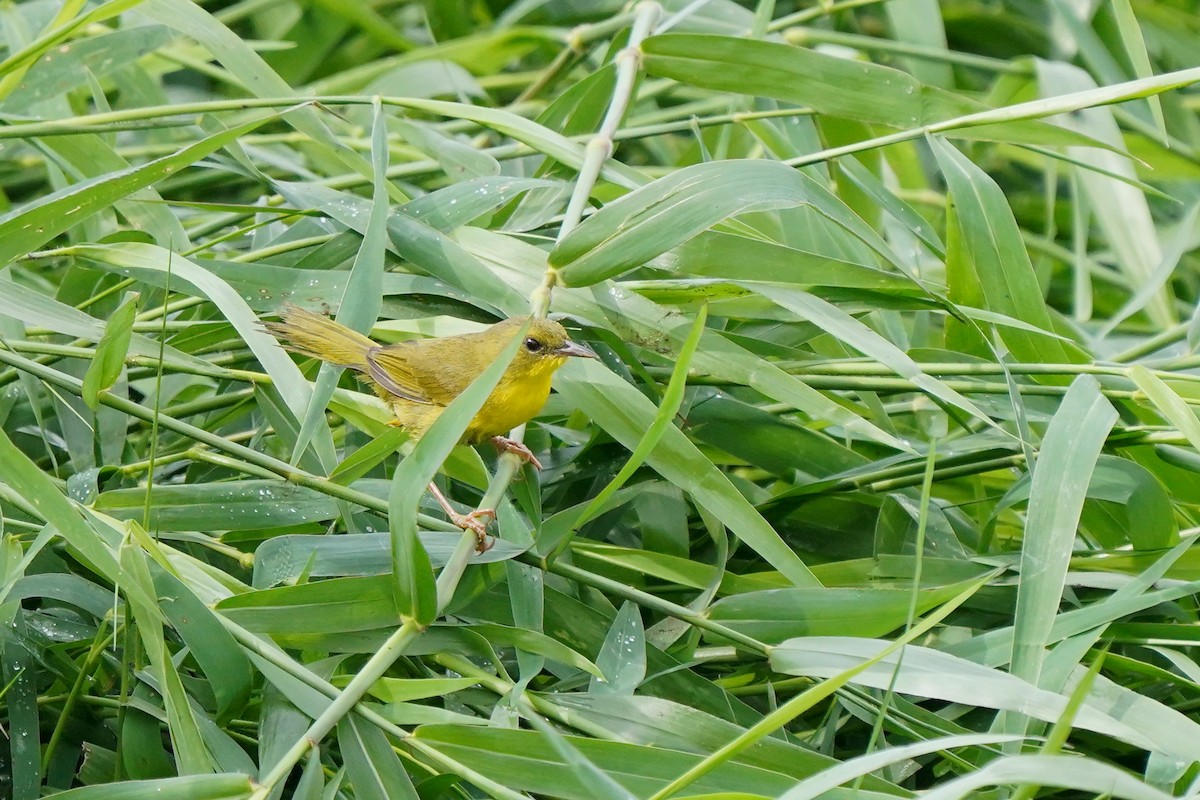 Olive-crowned Yellowthroat - ML615377776