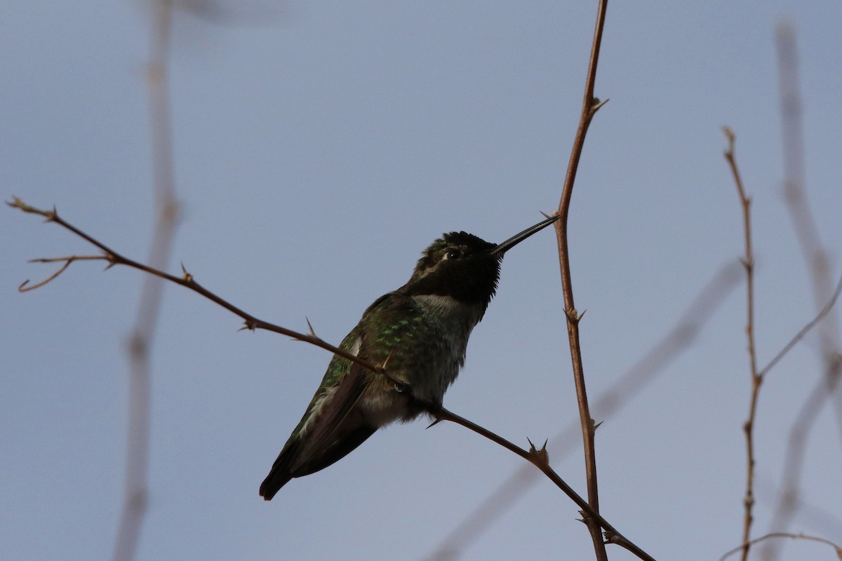 Anna's Hummingbird - Don Brode