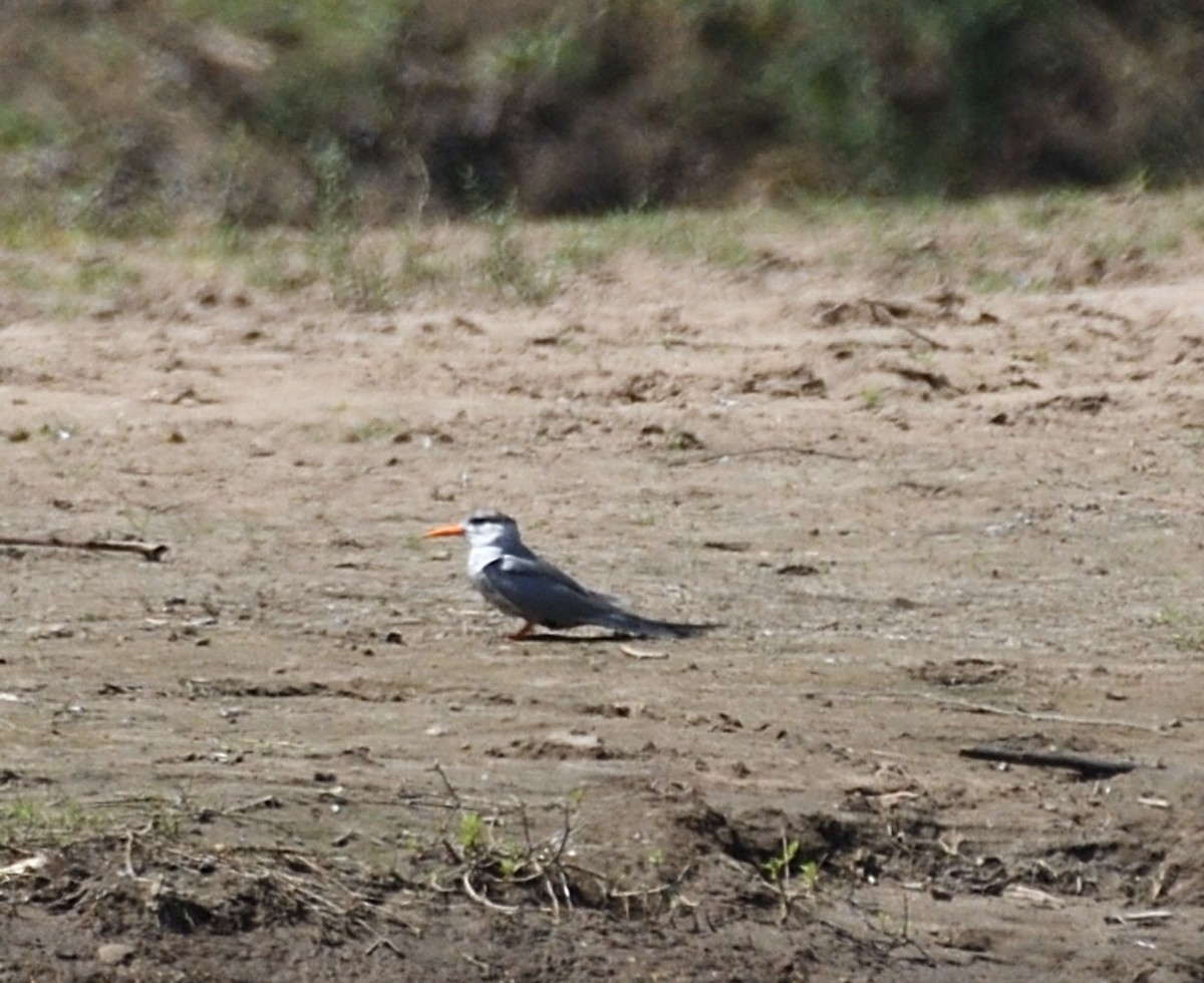Black-bellied Tern - ML615378209