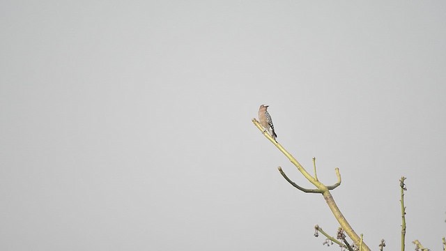 Gray-breasted Woodpecker - ML615378221