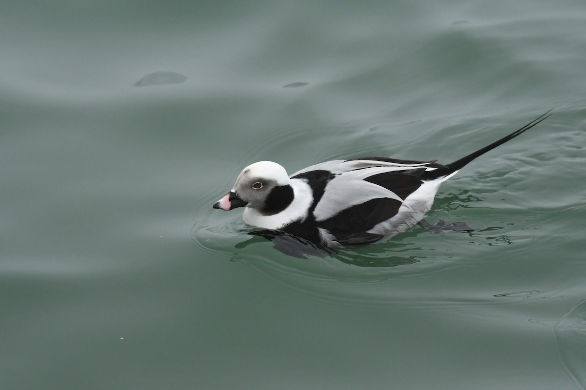 Long-tailed Duck - ML615378327