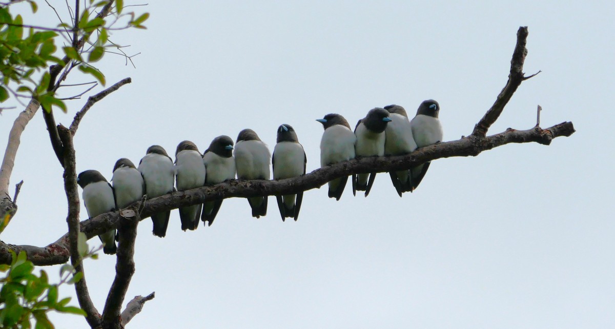 White-breasted Woodswallow - ML615378329