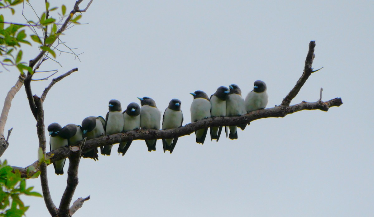 White-breasted Woodswallow - ML615378330