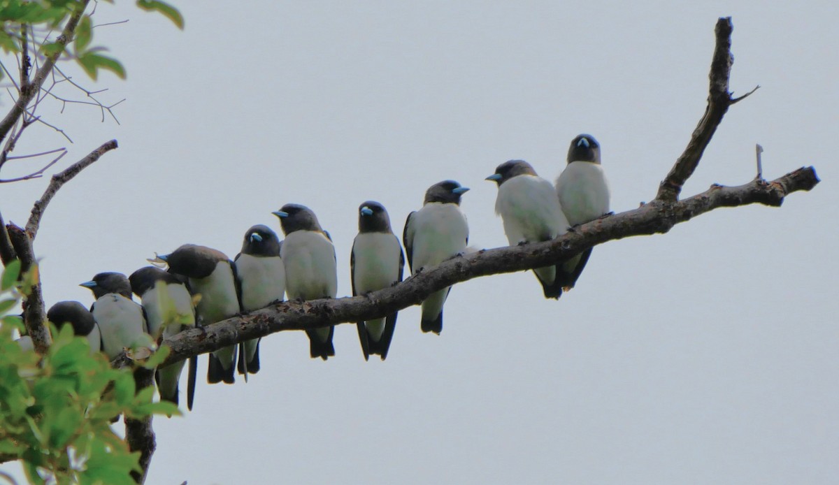 White-breasted Woodswallow - ML615378331