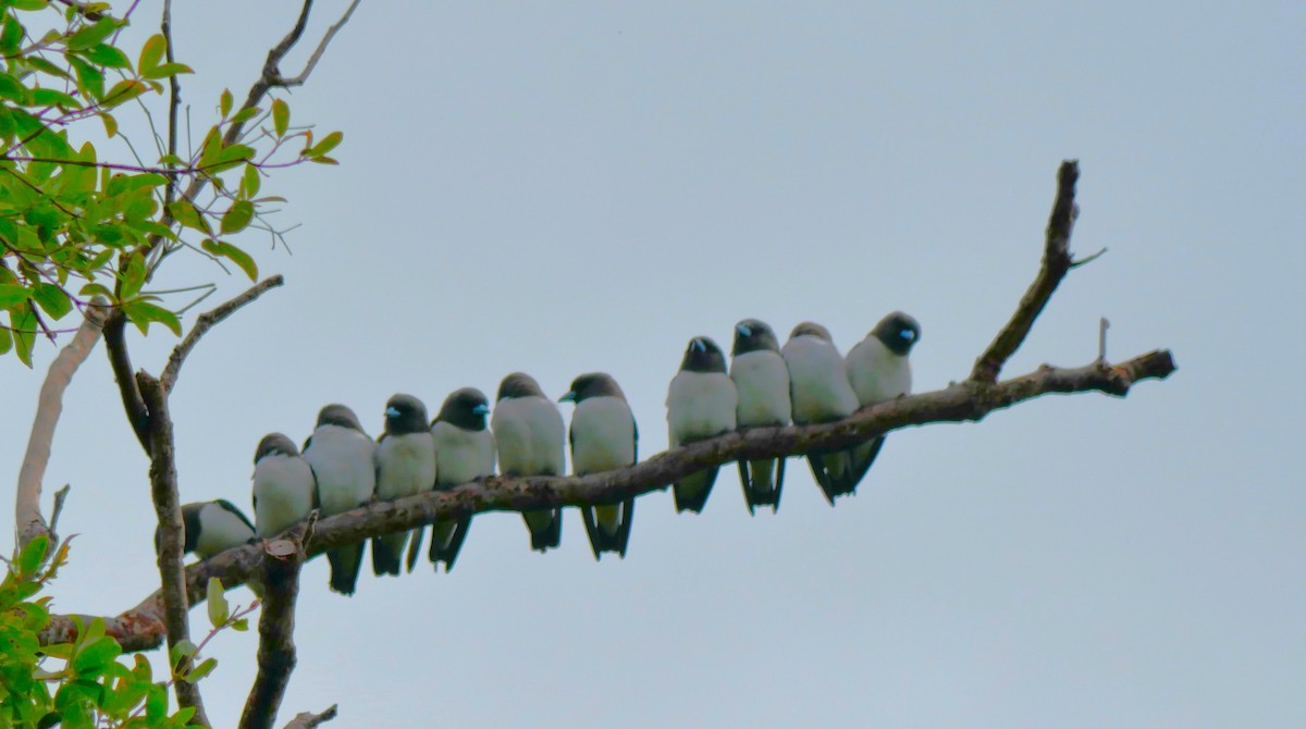 White-breasted Woodswallow - ML615378332