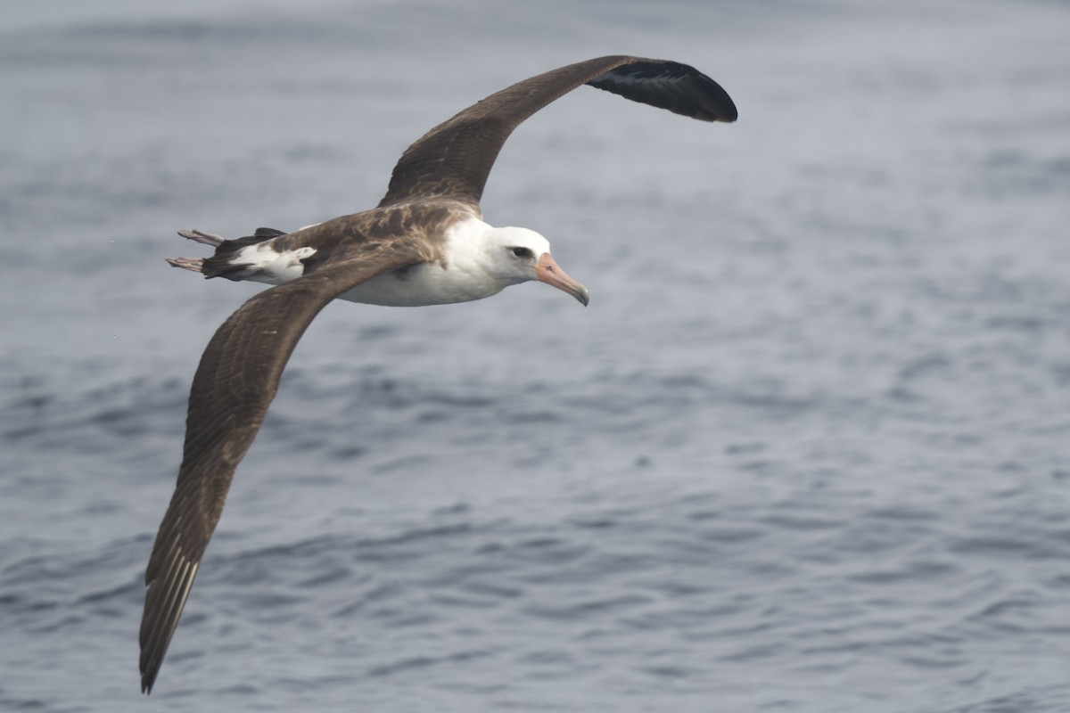 Laysan Albatross - ML615378905