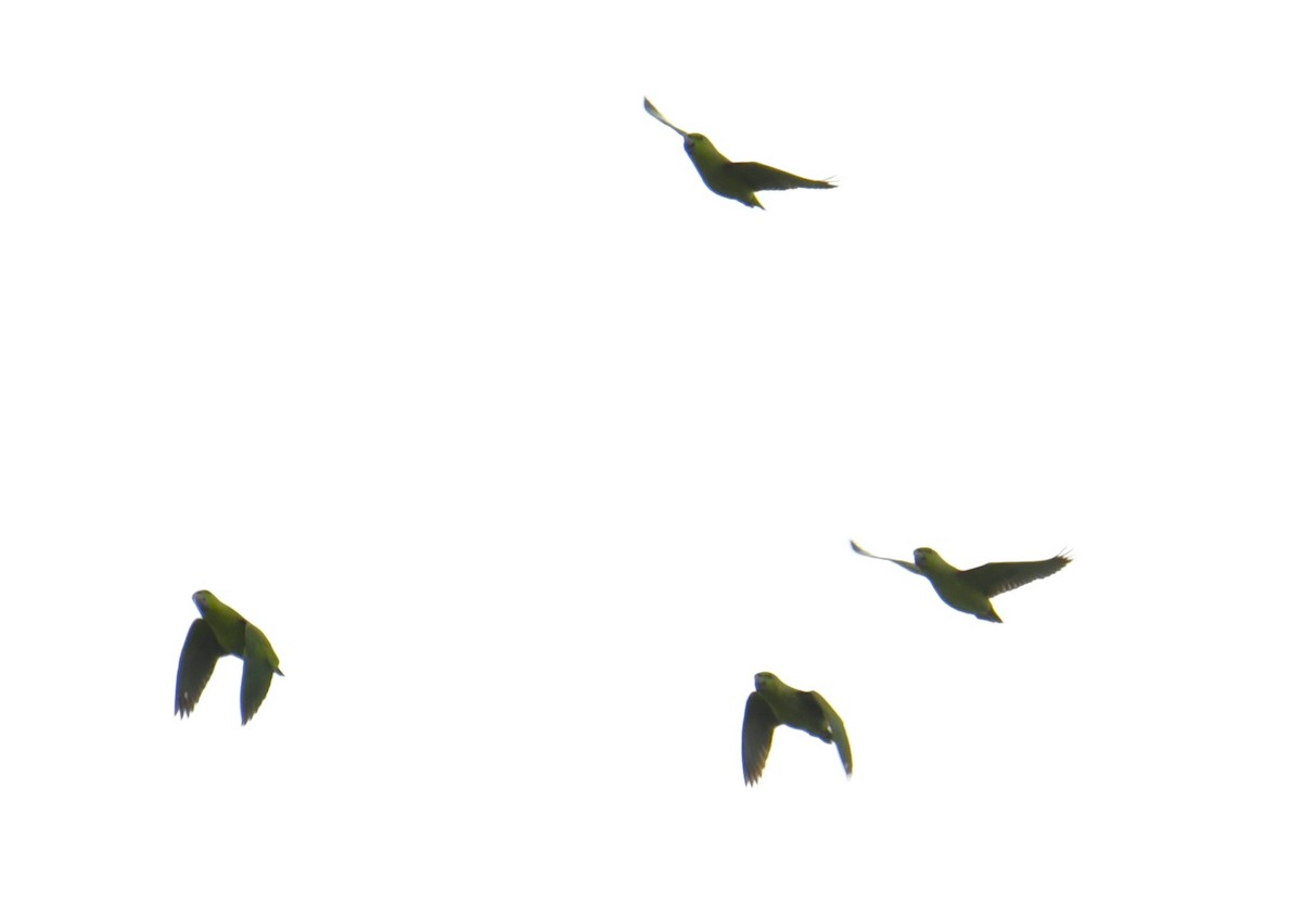 Short-tailed Parrot - ML615378923