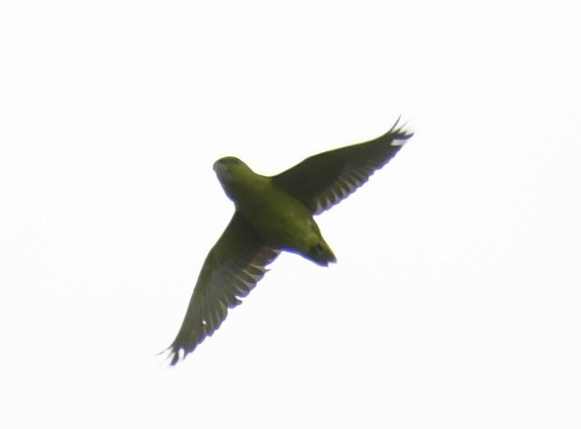 Short-tailed Parrot - ML615378928