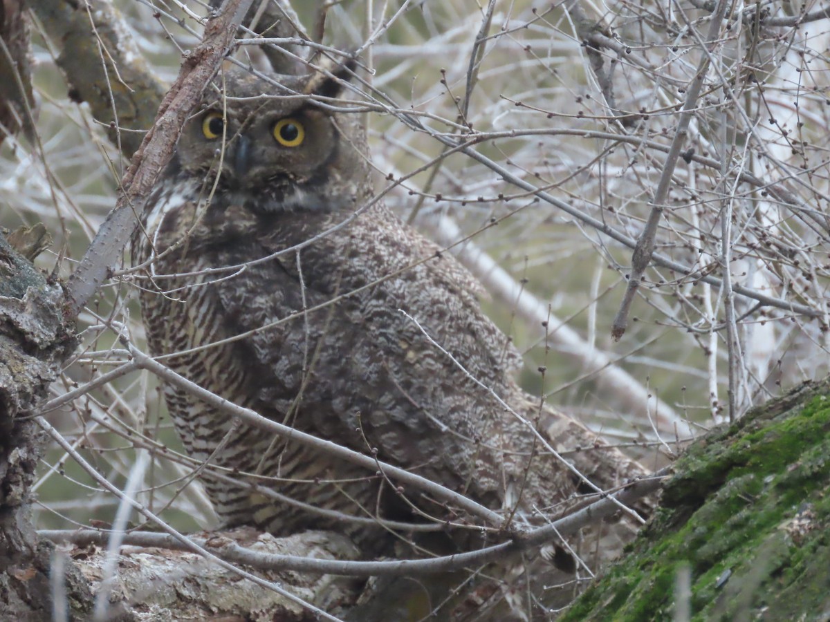 Great Horned Owl - ML615378941