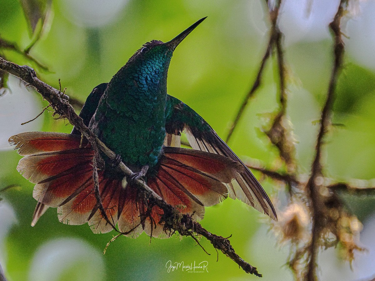 Violet-capped Hummingbird - ML615378983
