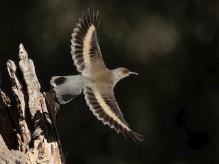  - Red-browed Treecreeper