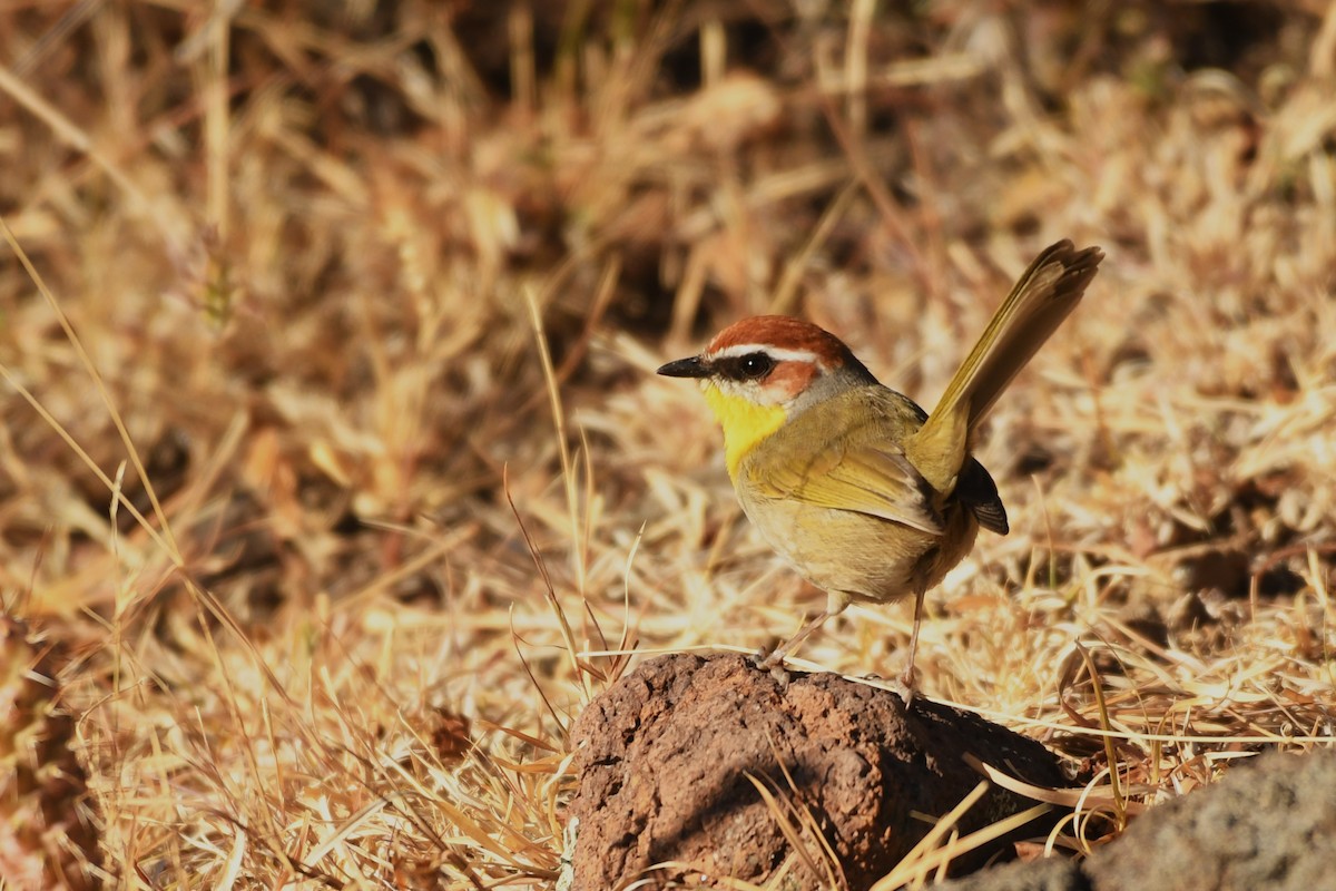 Rufous-capped Warbler (rufifrons Group) - Ethan Gosnell