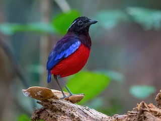  - Black-crowned Pitta