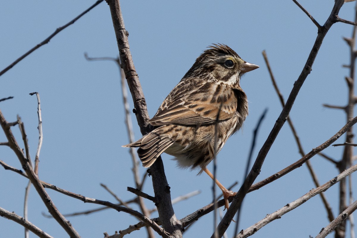 Savannah Sparrow - ML615379518