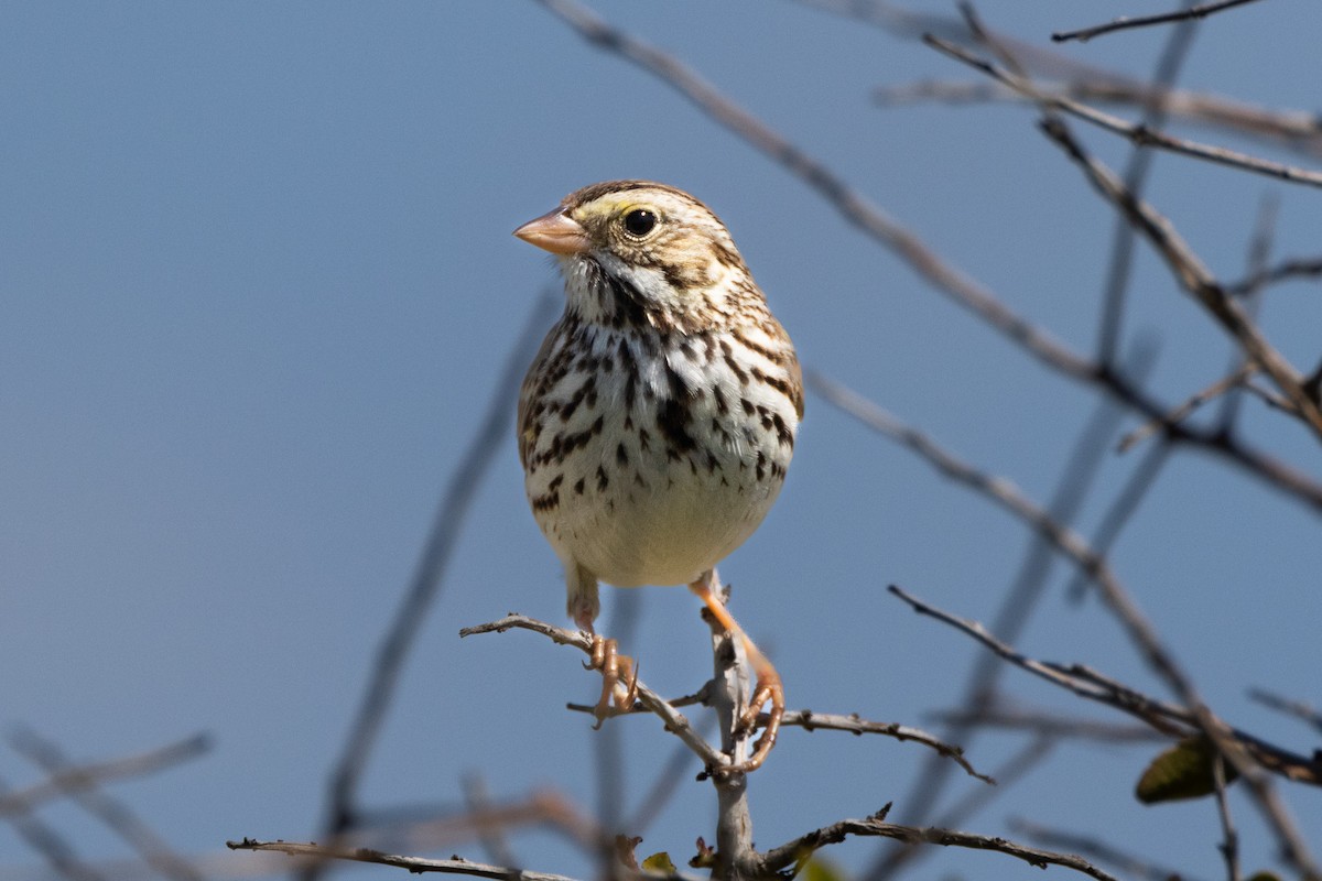 Savannah Sparrow - ML615379520