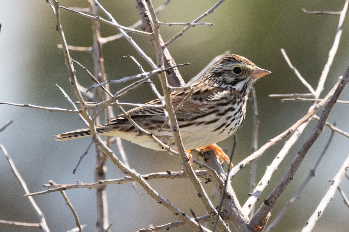Savannah Sparrow - ML615379521