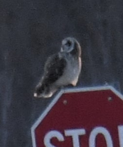 Short-eared Owl - ML615379743