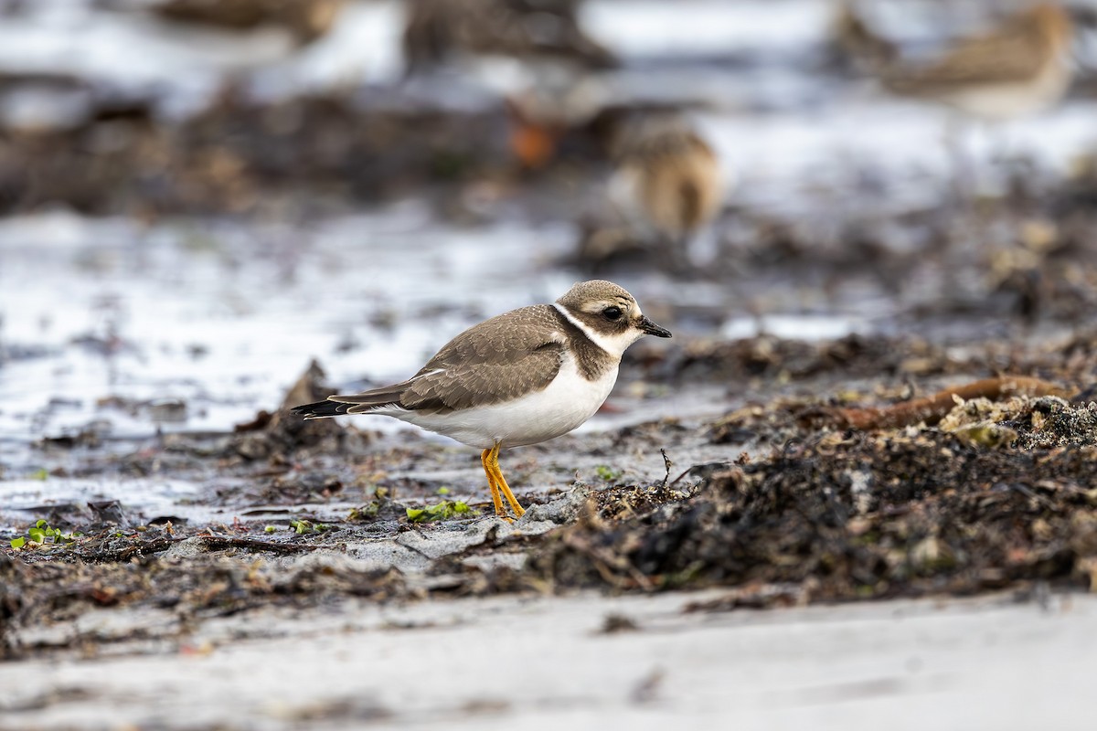 Common Ringed Plover - Otto Samwald