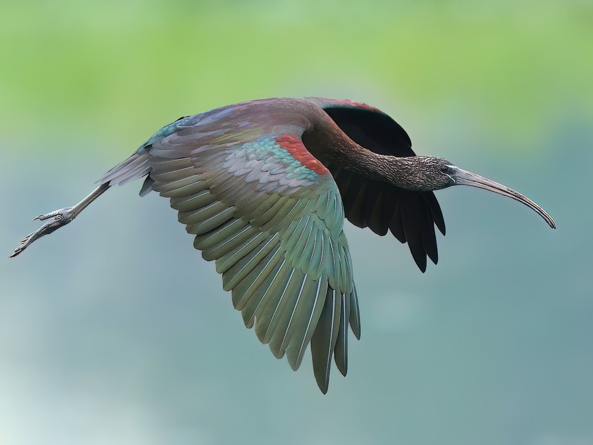 Glossy Ibis Plegadis falcinellus Birds of the World 