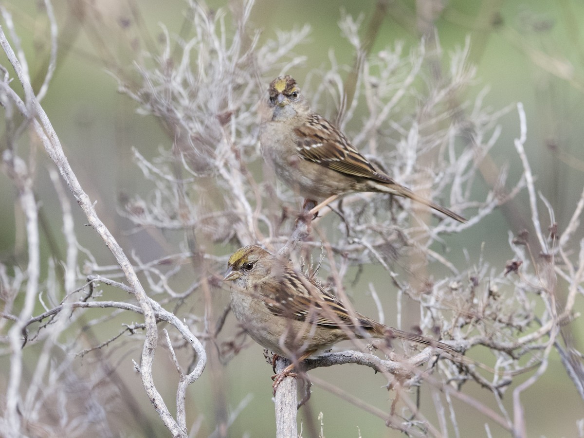 Golden-crowned Sparrow - ML615379791