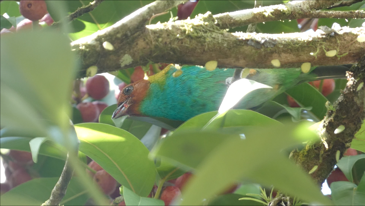 Bay-headed Tanager - ML615379833