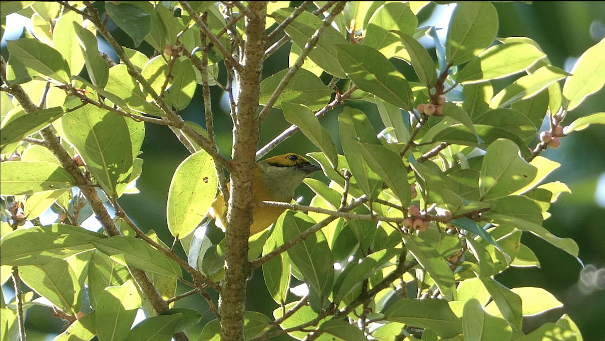 Silver-throated Tanager - ML615379849