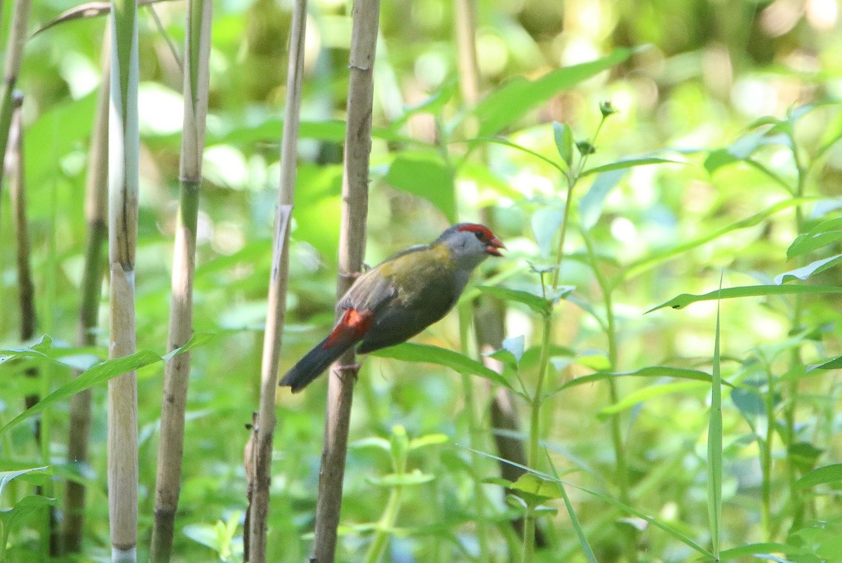 Red-browed Firetail - ML615379859