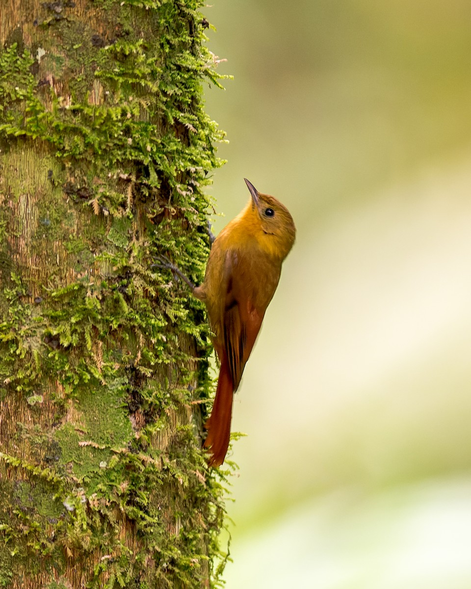 Olivaceous Woodcreeper - Marcelo  Telles