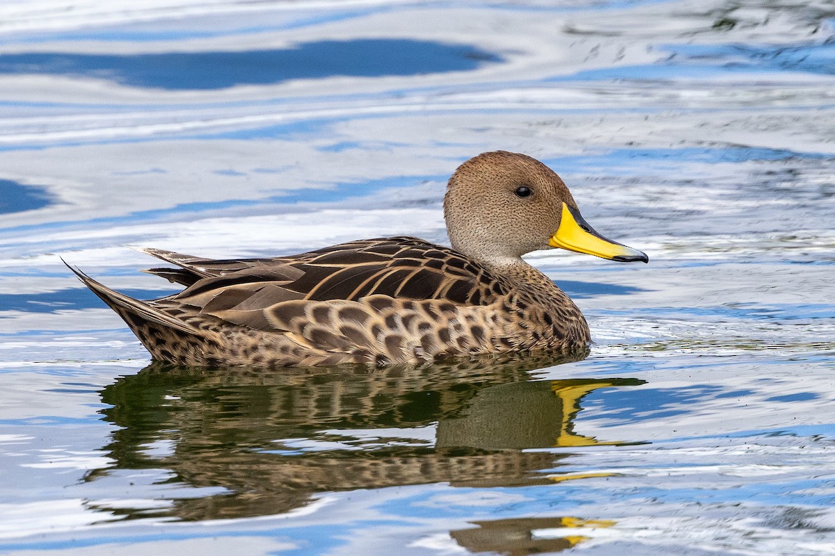 Yellow-billed Pintail (South American) - ML615380029