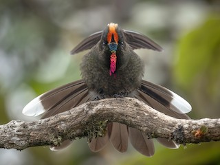  - Rainbow-bearded Thornbill