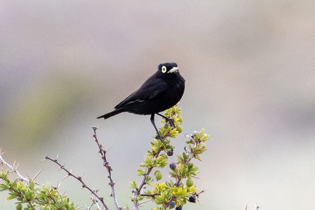 Spectacled Tyrant - ML615380084