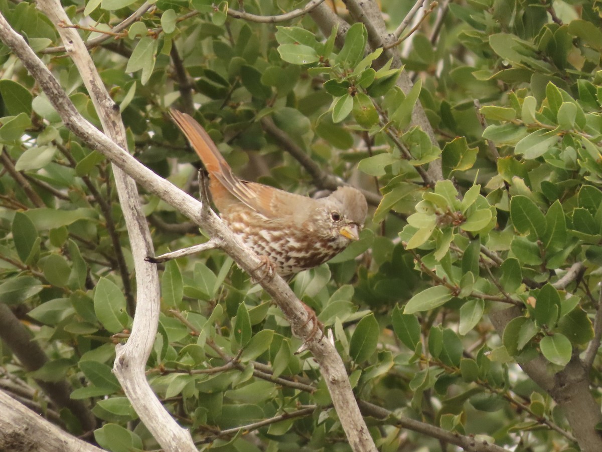 Fox Sparrow - ML615380208