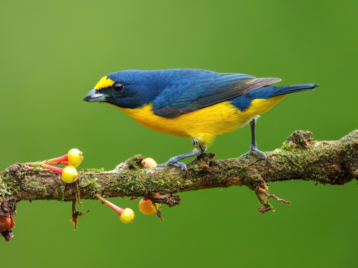 Yellow-throated Euphonia - Euphonia hirundinacea - Birds of the World