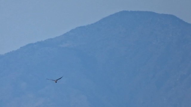 White-tailed Kite - ML615380407