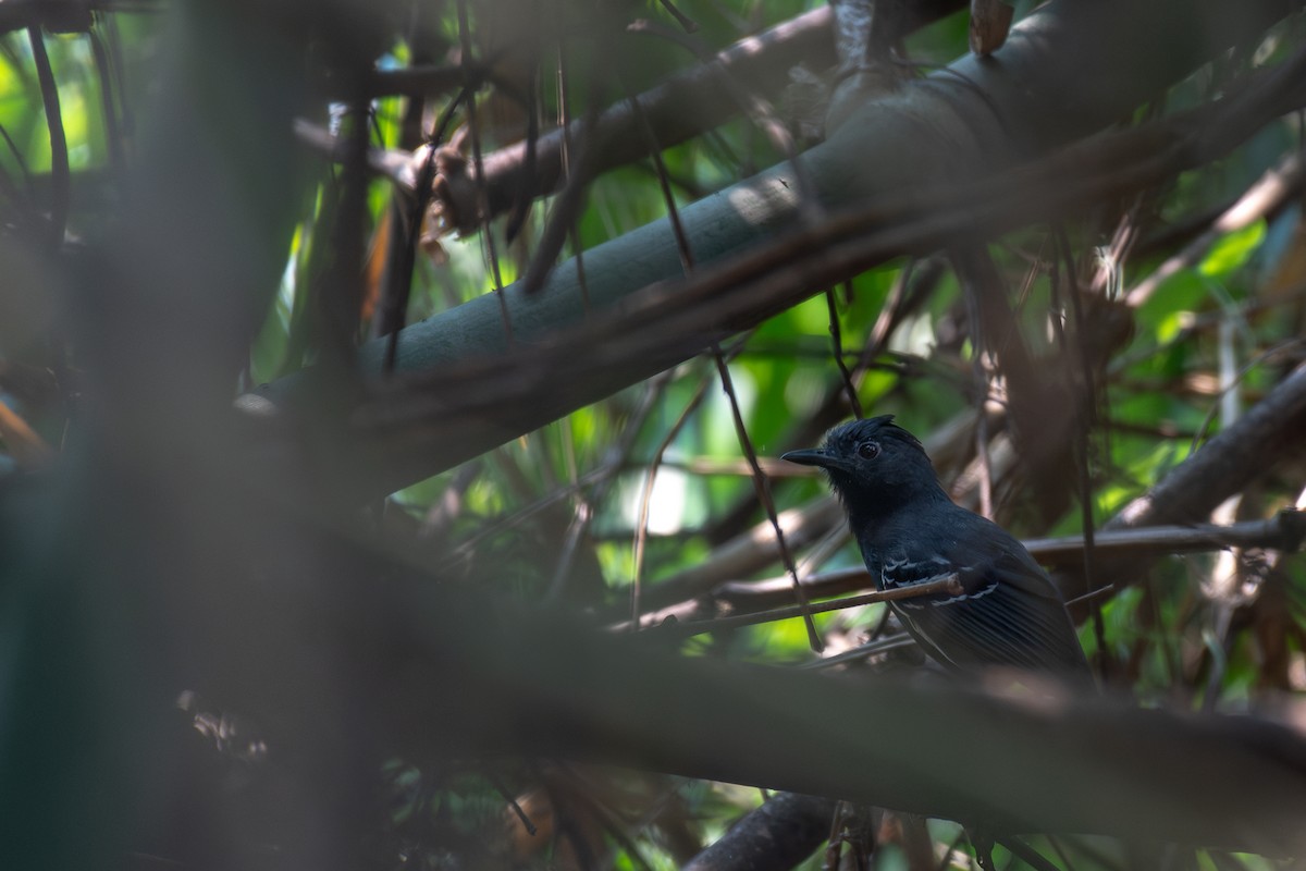 White-lined Antbird - ML615380435