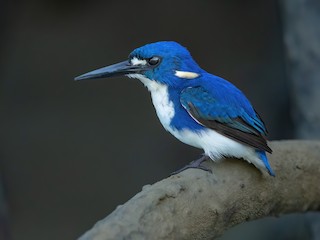  - Little Kingfisher