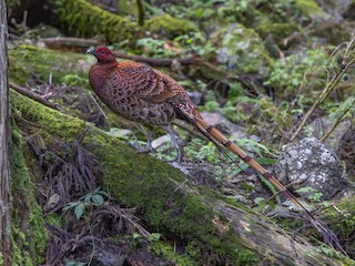  - Copper Pheasant