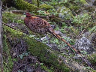 Copper Pheasant - Syrmaticus soemmerringii - Birds of the World