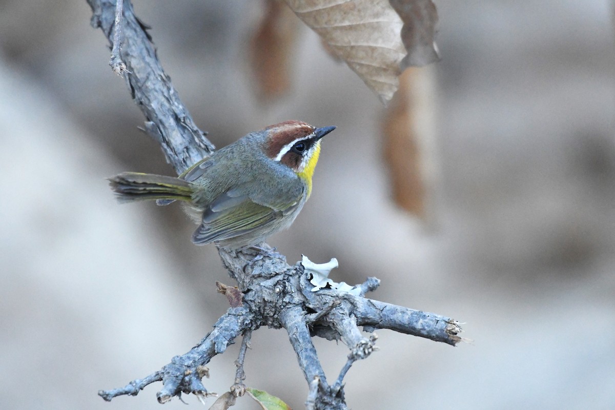 Rufous-capped Warbler (rufifrons Group) - ML615380526