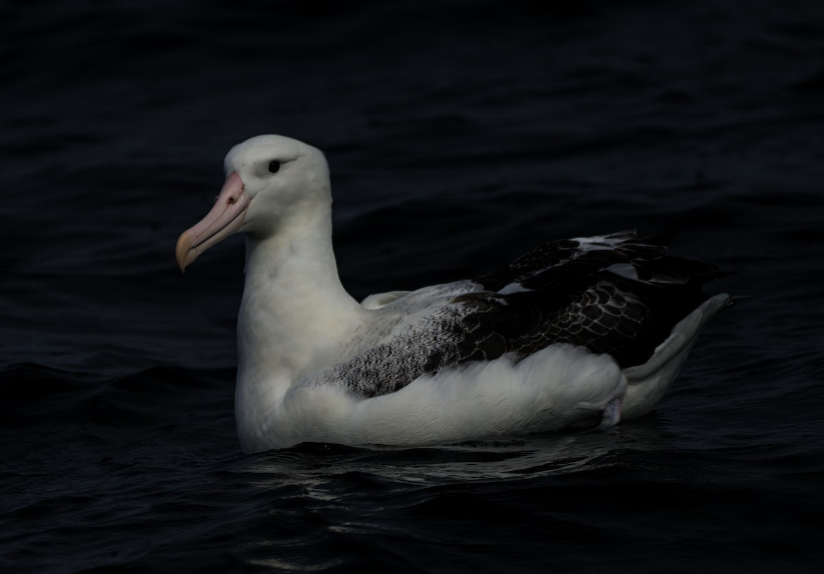 albatros královský - ML615380588