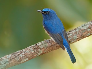  - Hainan Blue Flycatcher