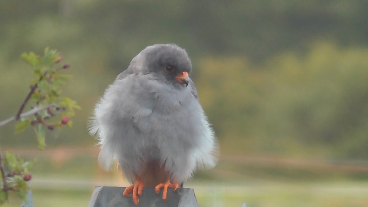 Red-footed Falcon - ML615380911